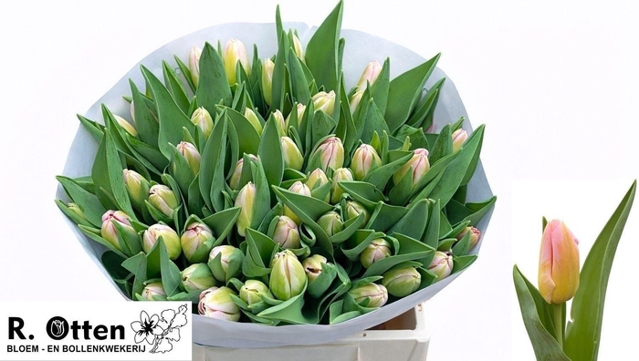 <h4>TU EN TOM POUCE</h4>