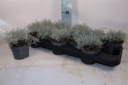 <h4>Leucoph Brownii</h4>