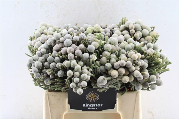 <h4>BRUN LAEVIS</h4>