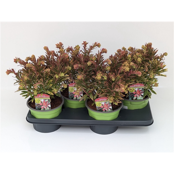 <h4>Euphorbia Ascot Rainbow T17</h4>