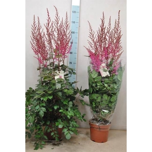 Astilbe  'Mighty Chocolate Cherry'