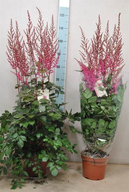 <h4>Astilbe  'Mighty Chocolate Cherry'</h4>