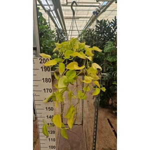 Epipremnum Golden Pothos