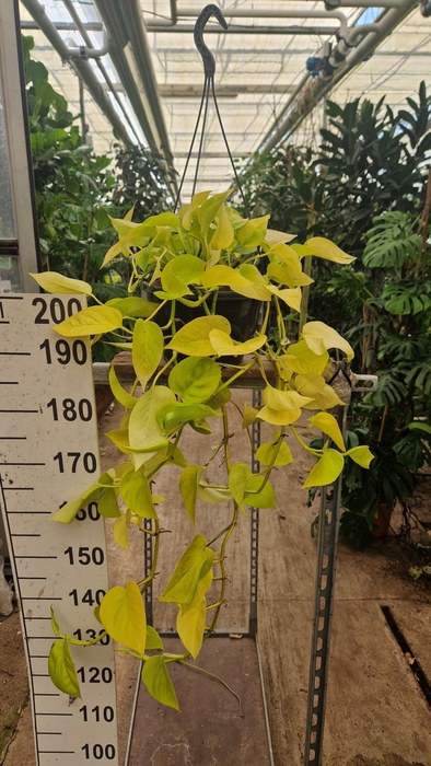 <h4>Epipremnum Golden Pothos</h4>