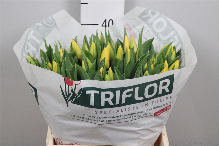 <h4>Tu En Yellow Flight</h4>