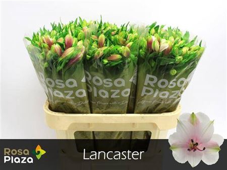 <h4>Alstr Lancaster</h4>