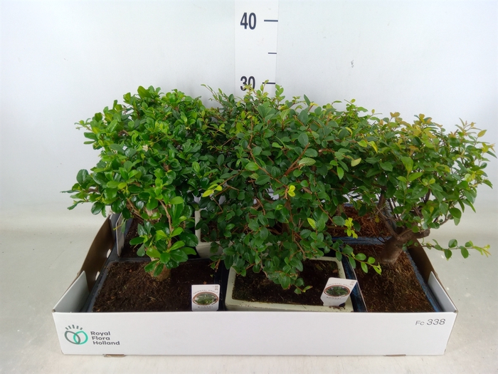 <h4>Bonsai   ...mix</h4>