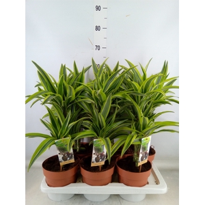 Dracaena fr de 'LemonLime'