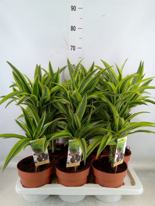 <h4>Dracaena fr de 'LemonLime'</h4>