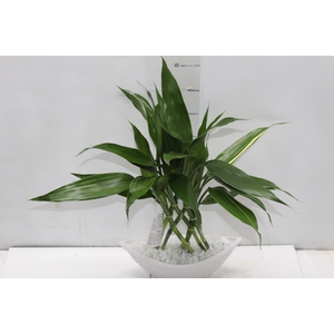 BAMBU BARCA P