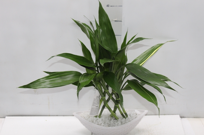 <h4>BAMBU BARCA P</h4>