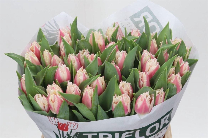 <h4>Tulipa Gefranjerd Bell Song</h4>
