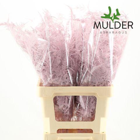 <h4>Asp KLB H% Extra Veren Light Pink</h4>