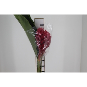ALPINIA PURPURATA VERMELHA