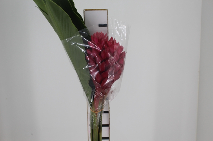 ALPINIA PURPURATA VERMELHA