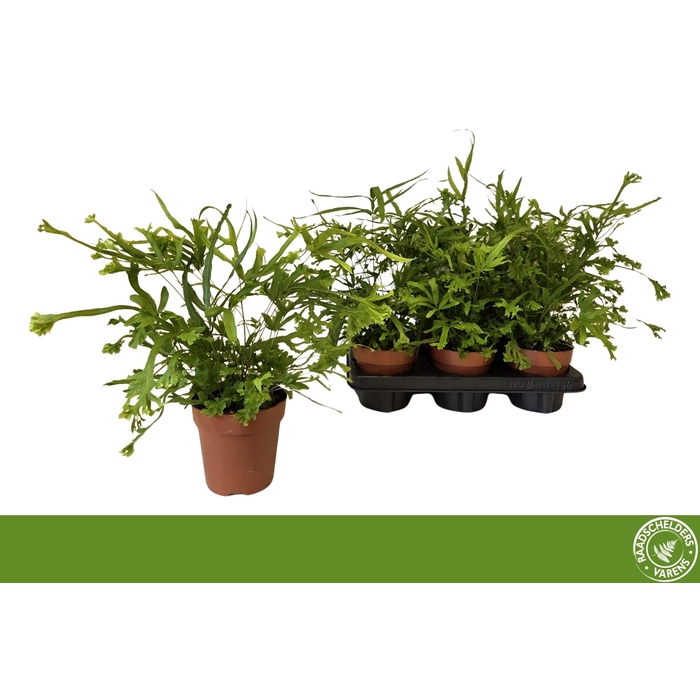 <h4>PTERIS ROEWERI</h4>