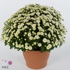 CHRYS GR JAS WHITE