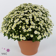 CHRYS GR JAS WHITE