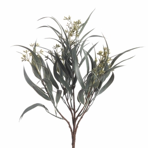 AF Euca Nicoly Gra x5 43cm Gre