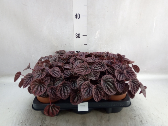 Peperomia