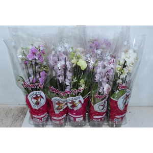 PHALAENOPSIS MINI P12 5 HT
