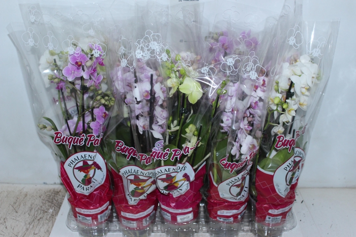 PHALAENOPSIS MINI P12 5 HT