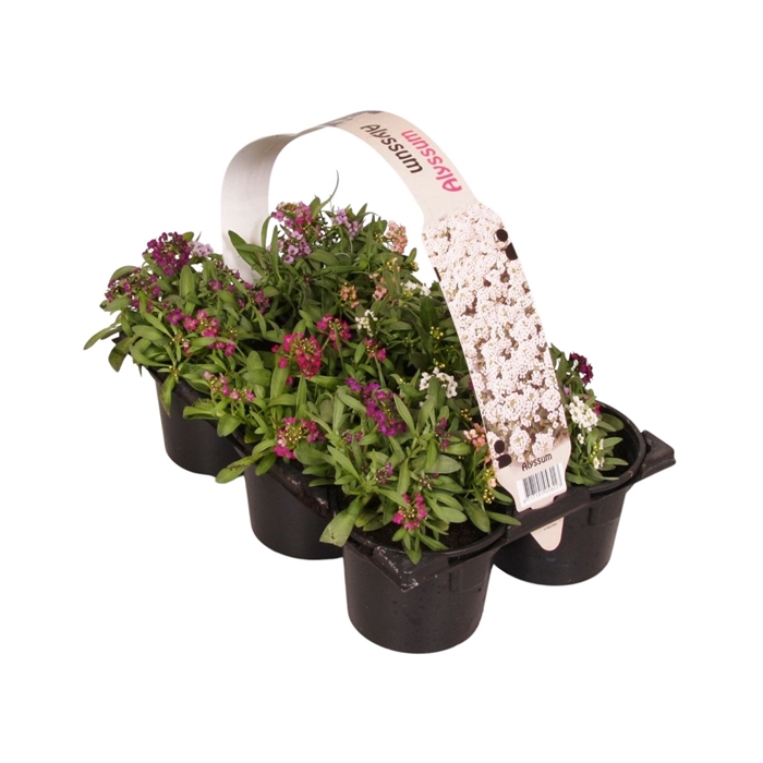 <h4>Lobularia maritima gemengd 6p</h4>