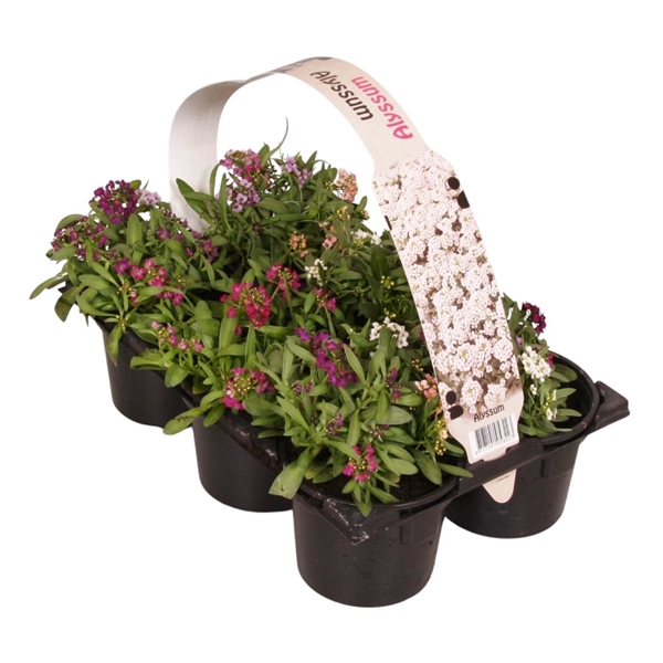 Lobularia maritima gemengd 6p
