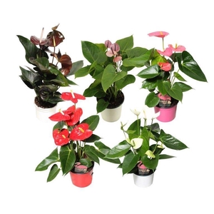 Anthurium Flamingo mix 12cm rood-roze-wit-zwart-paars
