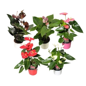 Anthurium Flamingo mix 12cm rood-roze-wit-zwart-paars