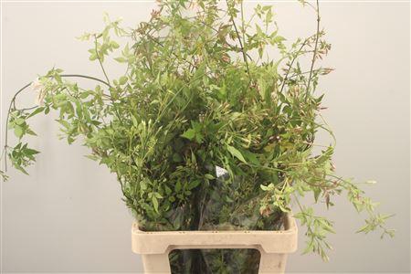 <h4>Jasmijnranken Per Bunch</h4>