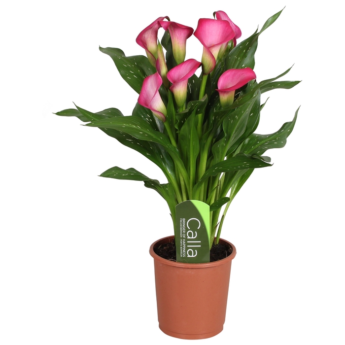 <h4>Zantedeschia Zazu Calla roze met etiket</h4>