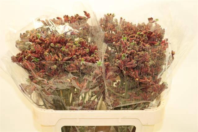 <h4>ANIGOZ EARLY SPRING</h4>