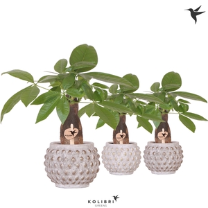 Kolibri Greens Pachira in Marrakesh pot gold copper mix