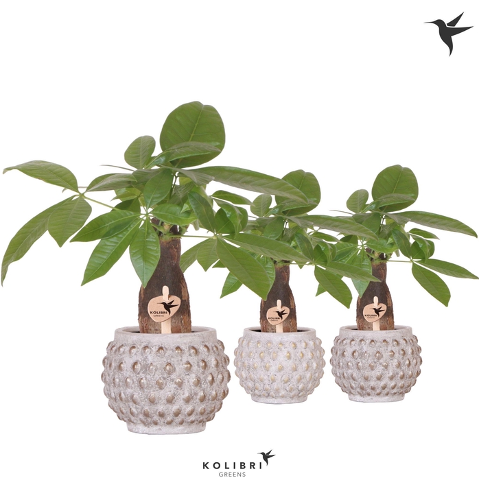 <h4>Kolibri Greens Pachira in Marrakesh pot gold copper mix</h4>