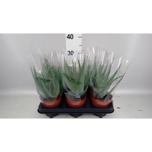 Aloe arborescens