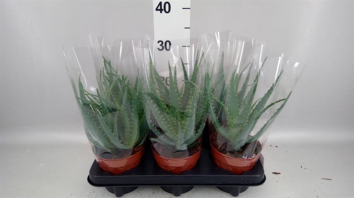 <h4>Aloe arborescens</h4>