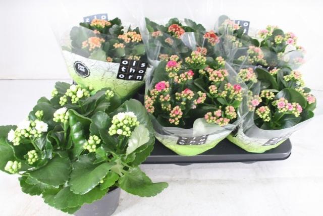 <h4>KAL GE GEM 5 KL</h4>