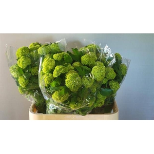 VIBURNUM ROSEUM ST