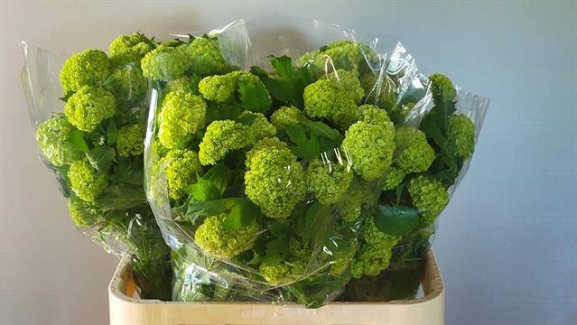 <h4>VIBURNUM ROSEUM ST</h4>
