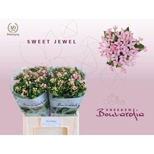 Bouvardia si sweet jewel