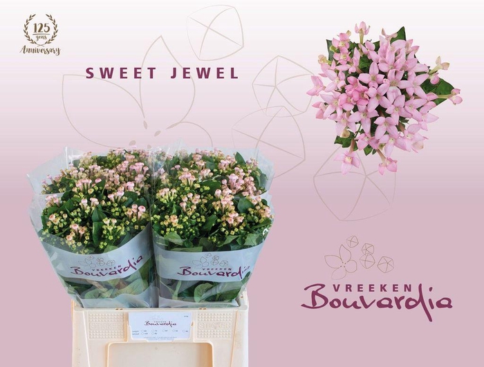 <h4>Bouvardia si sweet jewel</h4>