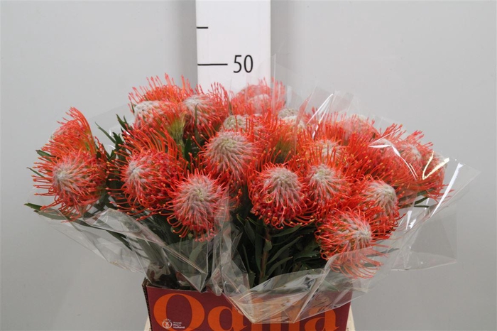 <h4>Leuco Tango</h4>