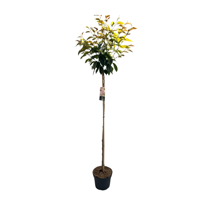 <h4>Prunus serr. 'Kanzan' Stam 150cm</h4>