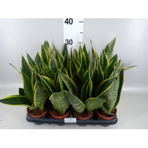 Sansevieria trifa. 'Black Gold'