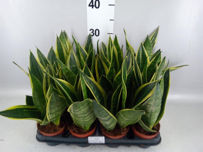 <h4>Sansevieria trifa. 'Black Gold'</h4>