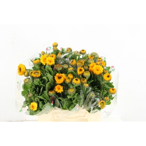 CALENDULA YELLOW