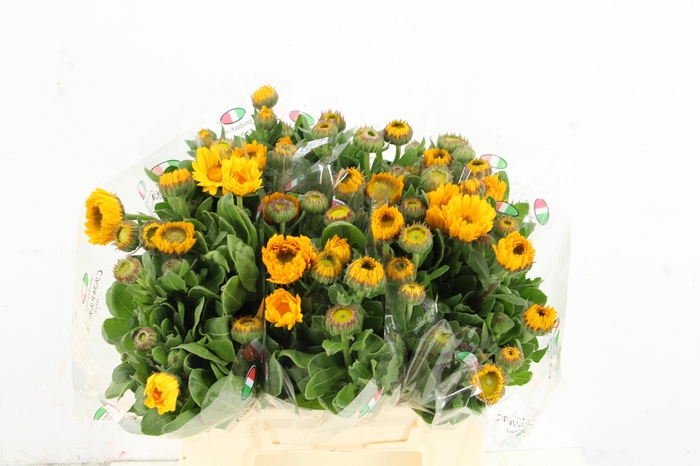 <h4>CALENDULA YELLOW</h4>