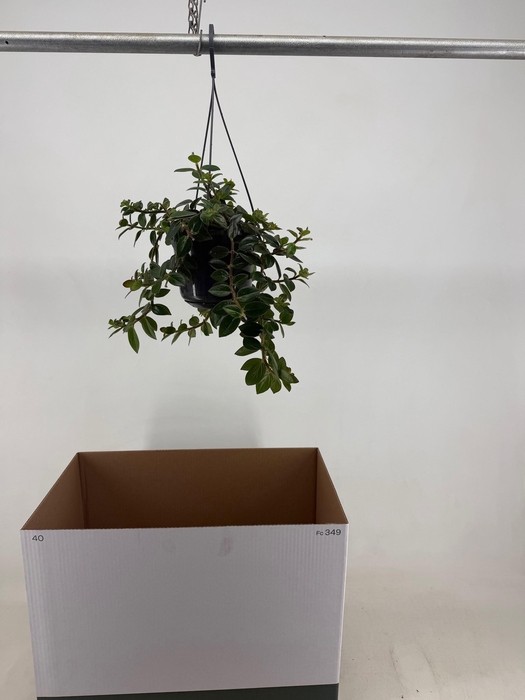 <h4>COLUMN KRAKATAU</h4>