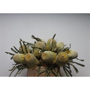 Banksia Speciosa